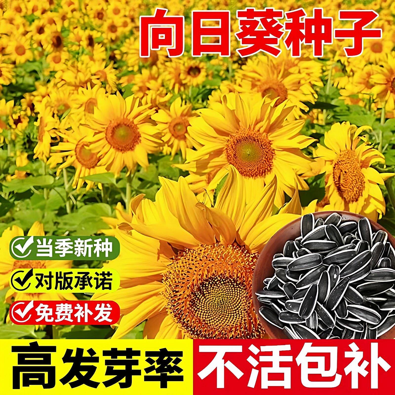 向日葵种子盆栽多头向日葵籽种孑四季播种开花高杆观赏食用葵花籽