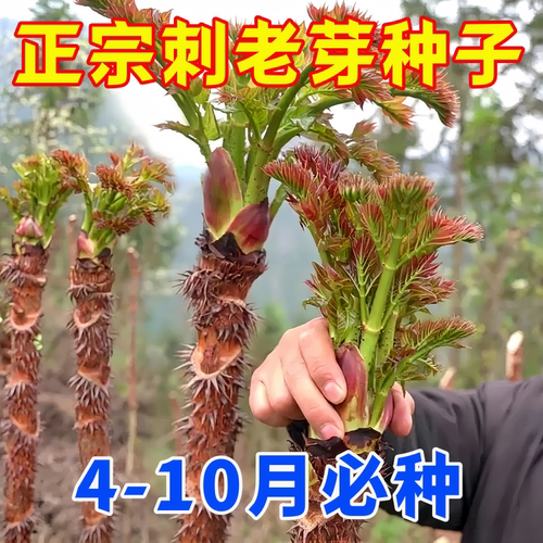刺龙芽菜种子四季高产阳台盆栽