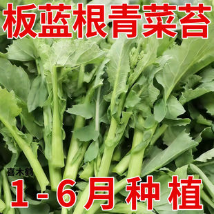 板蓝根青菜苔种子甜脆菜苔籽种农家菜园板蓝根小青菜四季蔬菜种孑