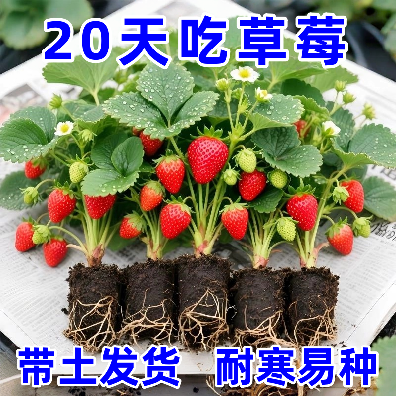 草莓苗四季盆栽食用带盆土阳台易种活南北方新苗隋珠奶油草莓苗秧