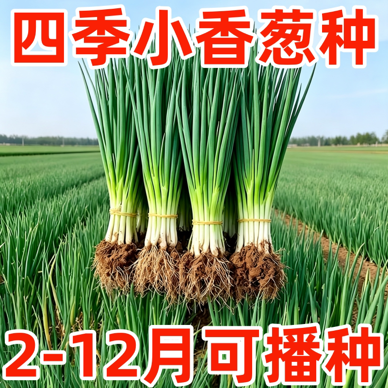 四季小香葱种子庭院阳台盆栽小葱种籽蔬菜种子四季播易种农家菜园