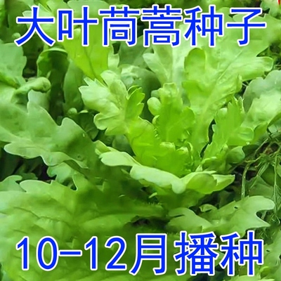皇帝菜大叶茼蒿种子四季蔬菜籽