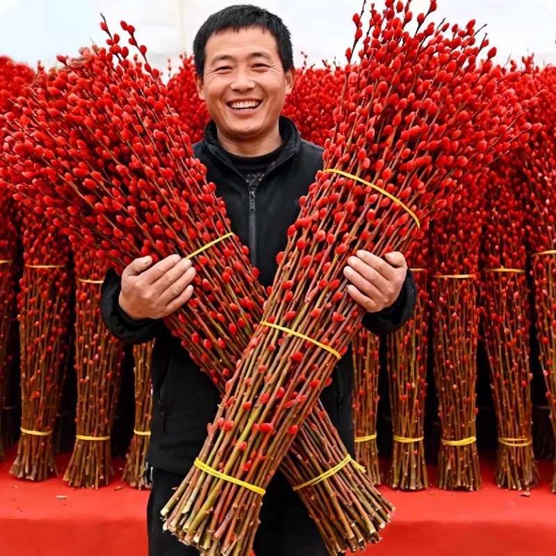 银柳真花鲜枝抱抱福桶喜庆年宵花卉盆栽室内红色干花水培植物雪柳,鲜花速递/花卉仿真/绿植园艺,红掌/凤梨/温室花卉,淘宝优惠券,粉丝福利购,淘宝优惠卷