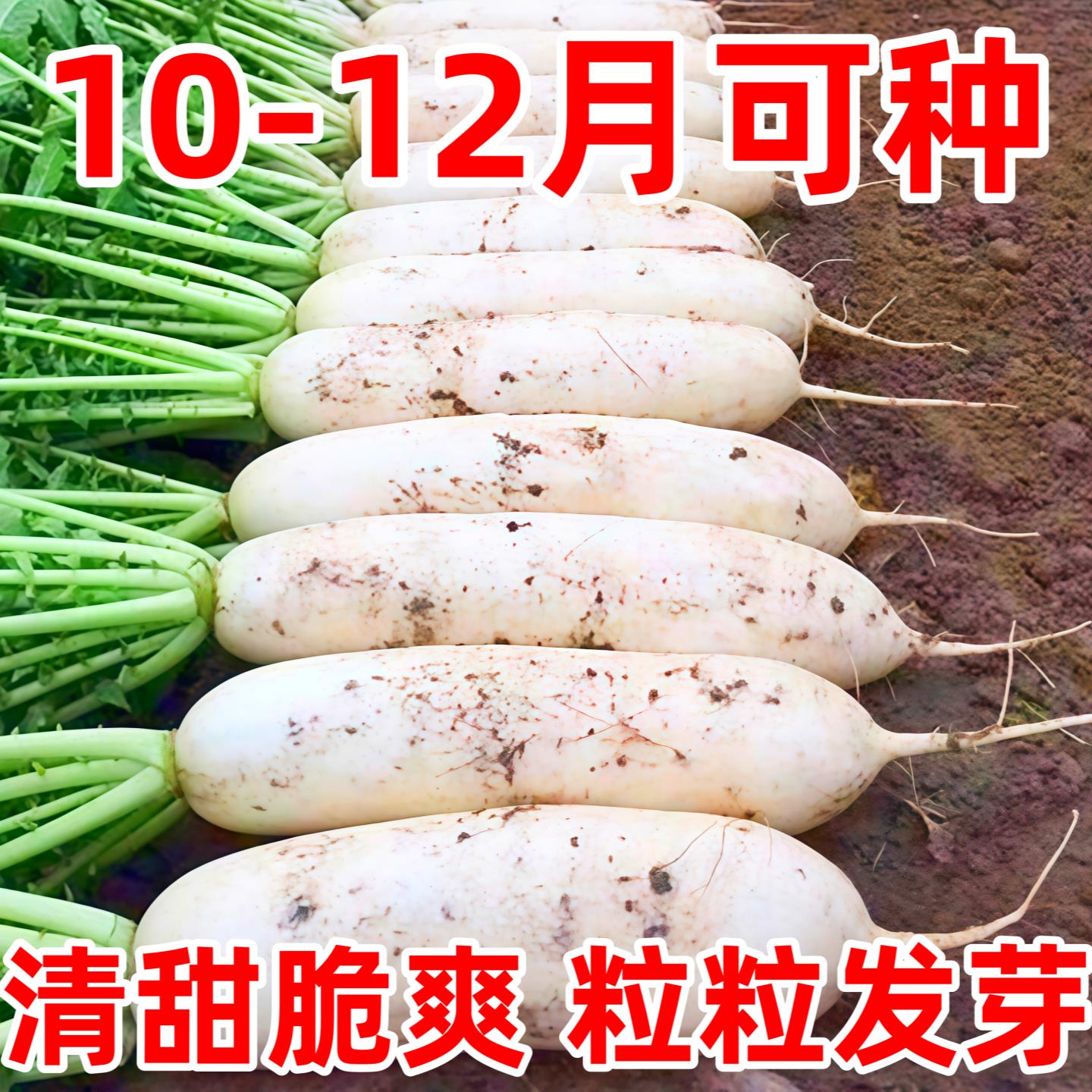 十斤大棒晚萝卜种籽夏播