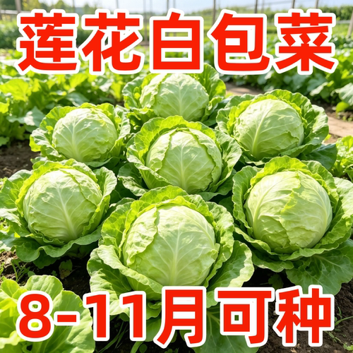 四川薄皮莲花白甘蓝种子特大