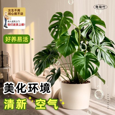 龟背竹客厅大盆栽大叶老桩植物室内大型好养落地大号禄植四季绿植