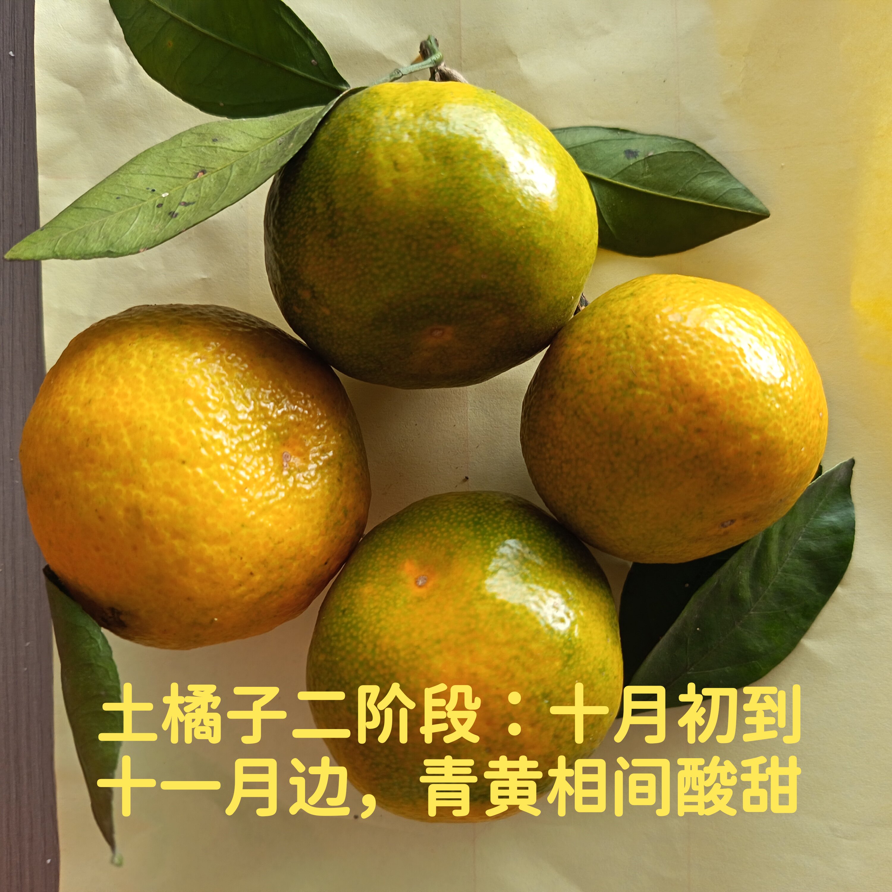酸甜老品种青黄土橘子青黄皮桔子老式酸甜自然熟【看完详情下单】