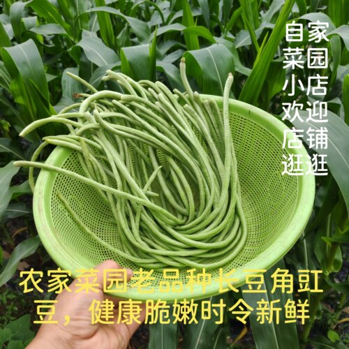老品种长豆角豇豆小菜园露天种植营养好健康时令新鲜蔬菜清炒腌制