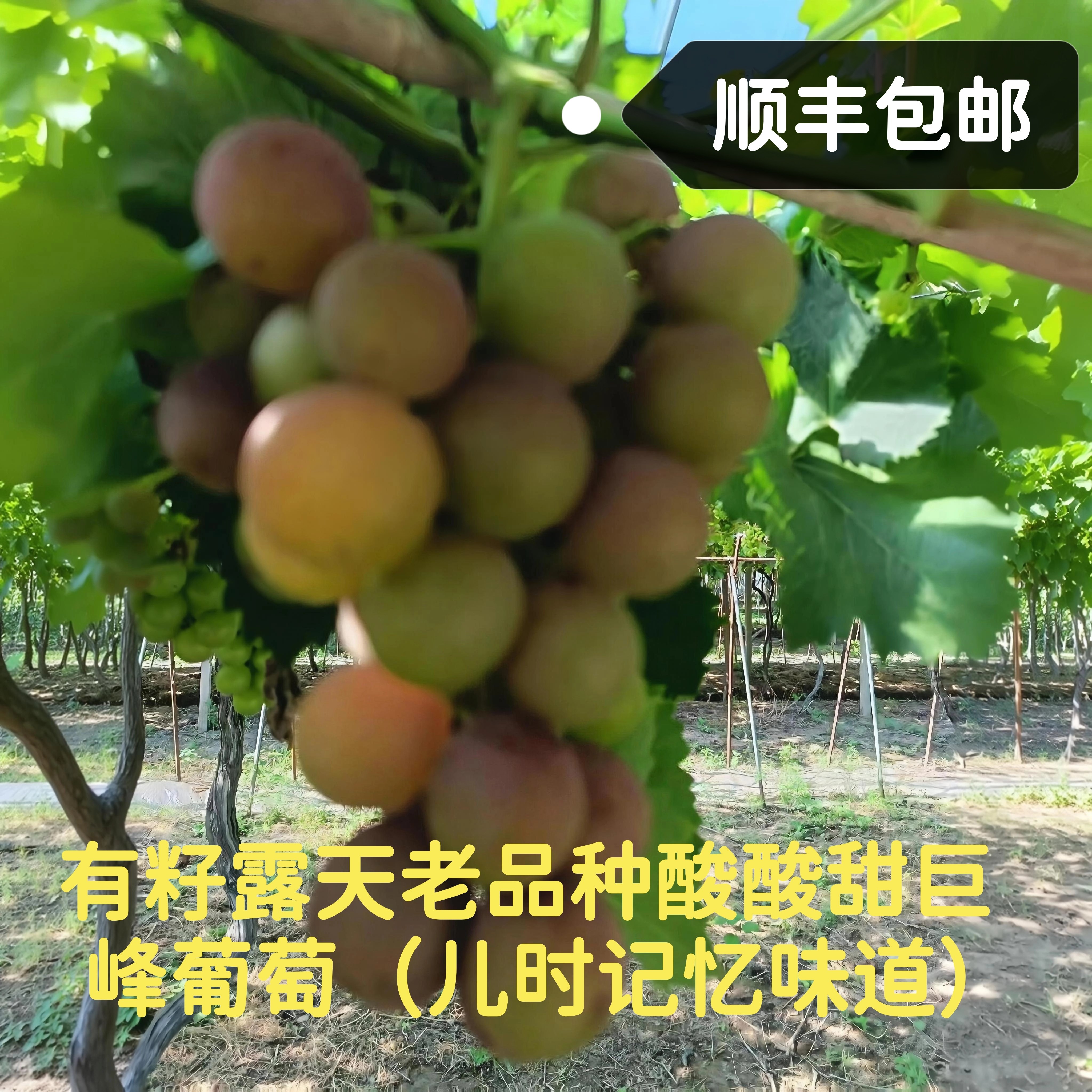 无狠活有籽才叫老品种巨峰土葡萄