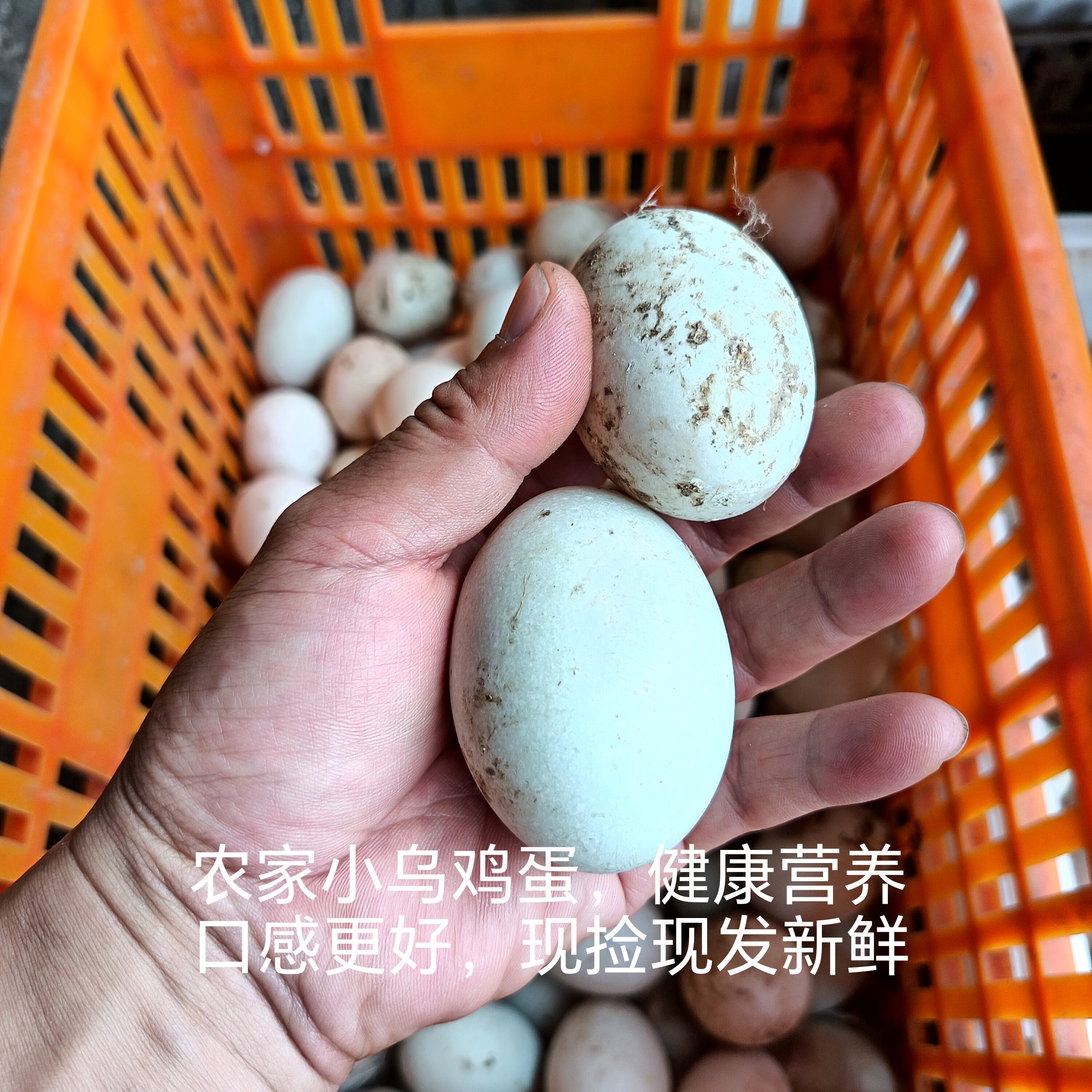 小乌鸡蛋土乌骨鸡蛋无饲料激素黑科技健康营养口感好补气血女孩好