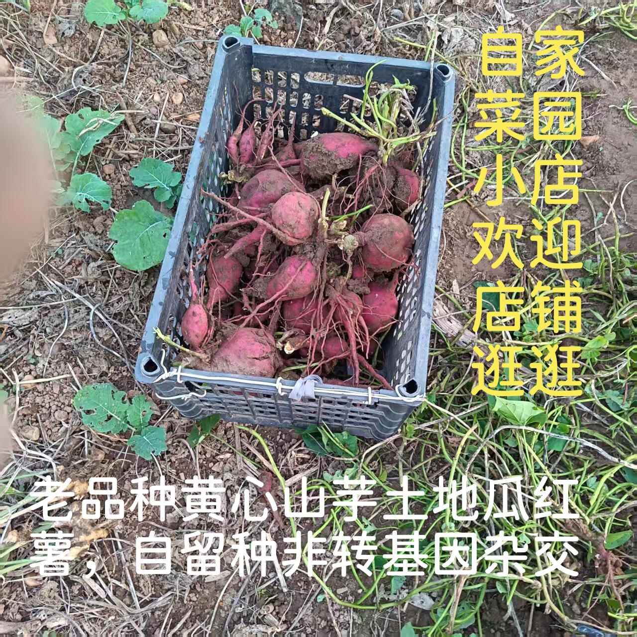 老品种黄心山芋【年度新挖】土地瓜红薯番薯老式农家自留种香甜