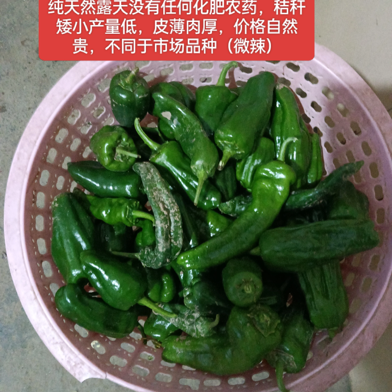 小辣椒土辣椒中辣老品种可留种自种非转基因杂交传统种植口感好