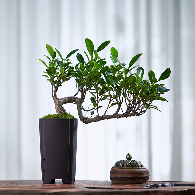 老桩榕树盆景台湾榕树盆栽室内阳台四季常青悬崖造型植物好养绿植