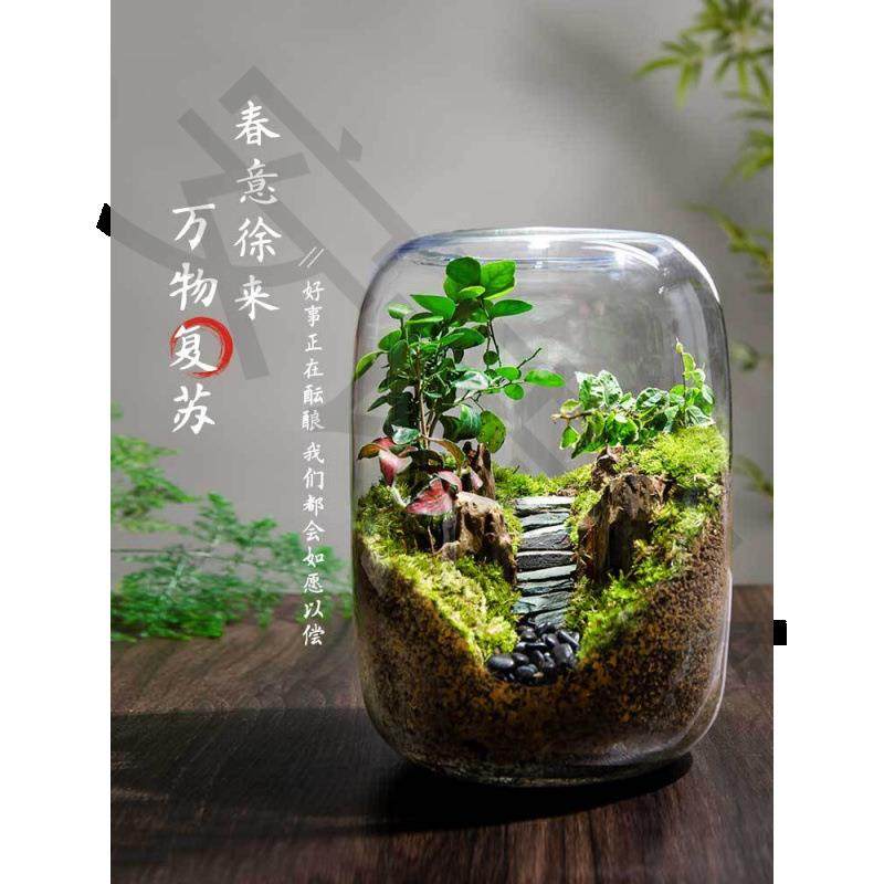 盆DRB景生命养生态瓶好室之桌活面微景观成树品青苔创意盆栽办公