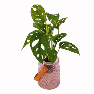 水培仙洞龟背竹盆栽多孔爬藤室内喜阴植物桌面花卉好养净化空气