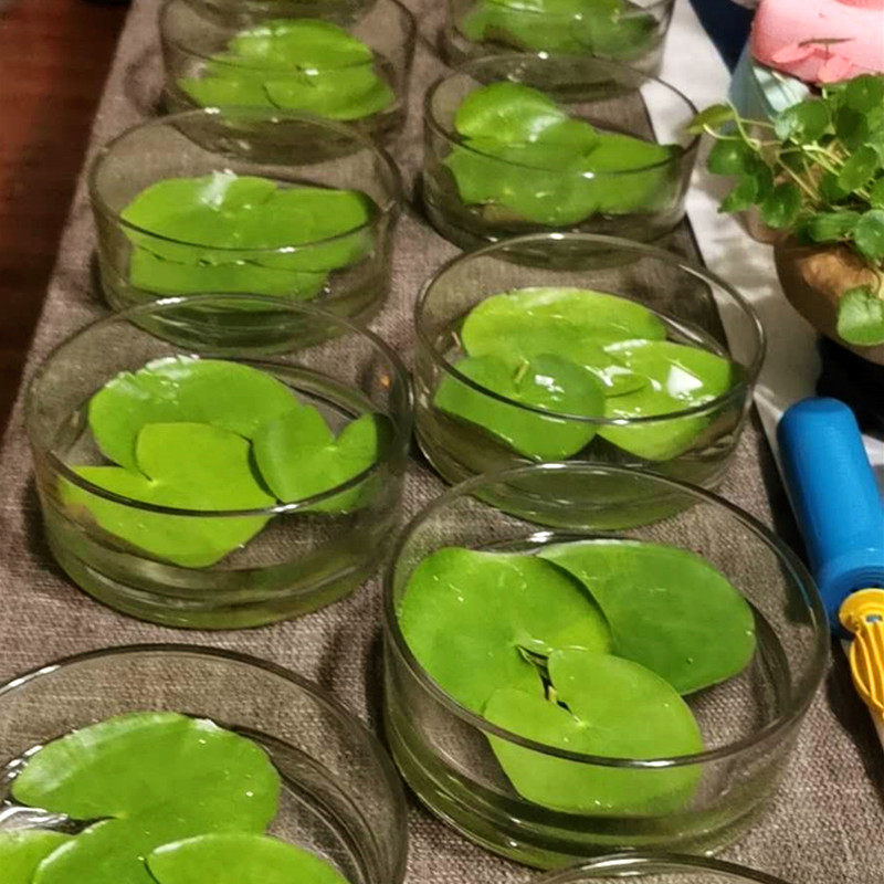 圆形加厚玻璃斗鱼缸水培荷花铜钱草睡莲花盆一叶莲碗莲缸猫食盆碗