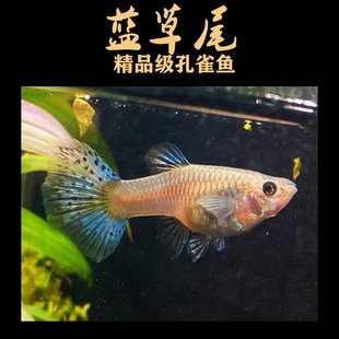 蓝草尾兰草尾孔雀鱼凤尾鱼纯种水草缎带观赏活鱼精品大尾怀孕临产