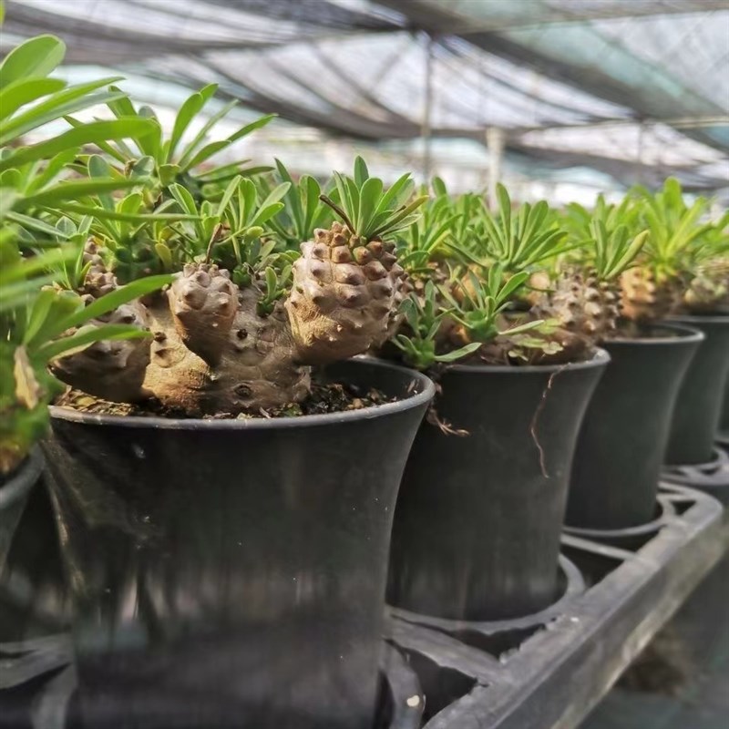 峨眉山多肉块根植物小菠萝盆栽铁甲麒麟大戟科室内办公室桌面绿植