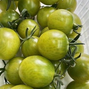 青甜二号小番茄新鲜现摘青口蜜小番茄圣女果千禧小柿子顺丰包邮