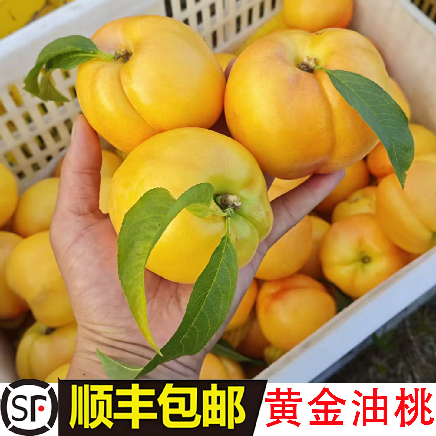 黄金油桃4.5斤海阳美味脆甜多汁
