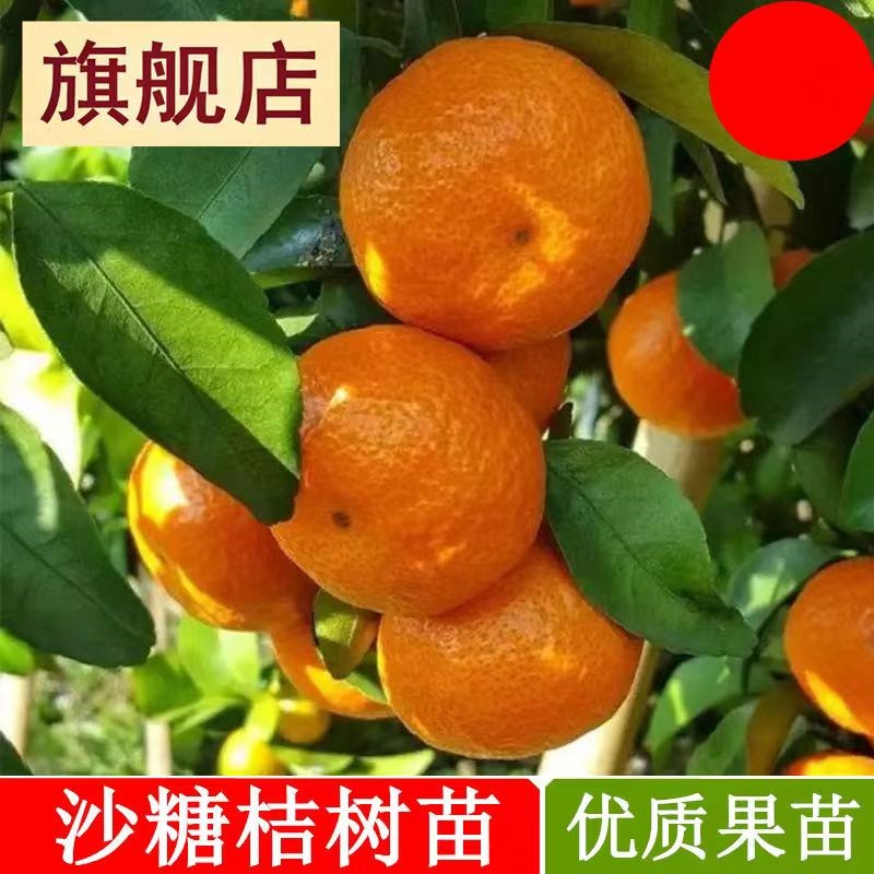 无籽蜜桔树苖盆栽南北方种植橘子树苗柑桔果树嫁接苖无核蜜橘