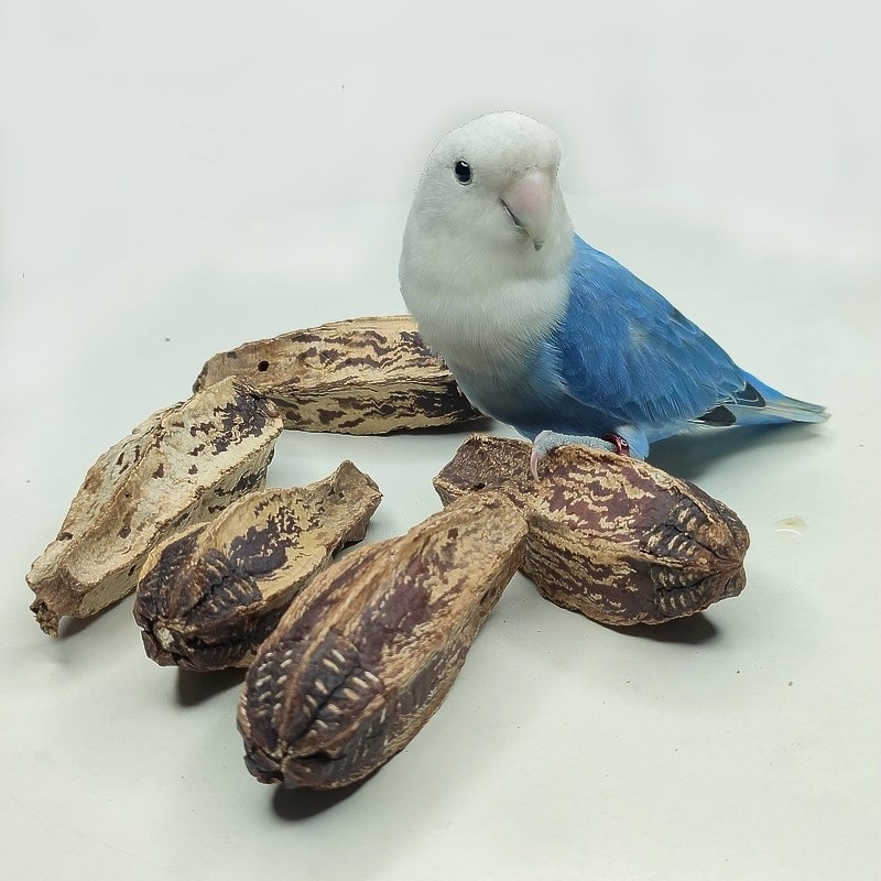 杨桃果干冻干切片牡丹玄凤虎皮鹦鹉啃咬磨嘴玩具营养饲料宠物零食