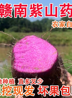 2025江西赣南紫山药安远脚板薯新鲜现挖紫参薯毛薯天根当季农产品