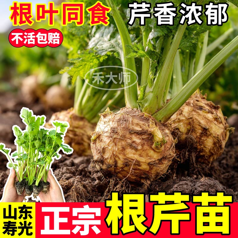 正宗根芹苗秧脆嫩四季阳台小院