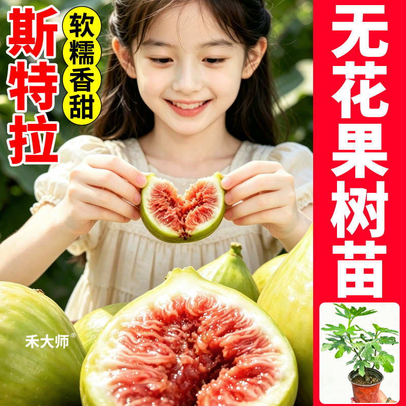斯特拉盆栽无花果树苗原盆原土