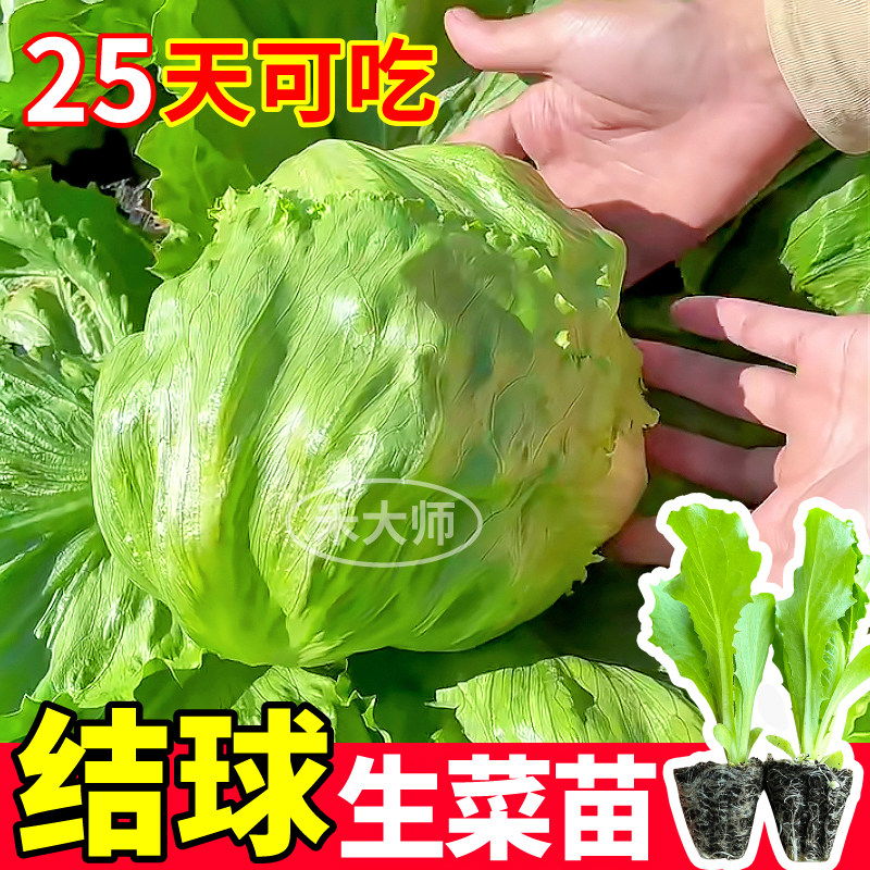 结球生菜秧苗带土球发货脆嫩卷心生菜奶油大速意大利种子盆栽四季