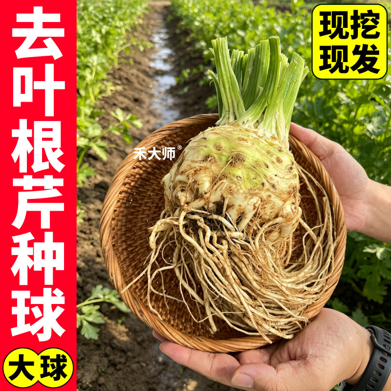 去叶根芹种球根茎同食中早熟地中海芹菜球疙瘩阳台盆栽小院
