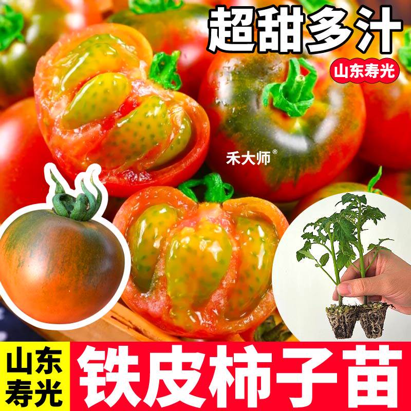 东北铁皮柿子番茄苗秧四季高产
