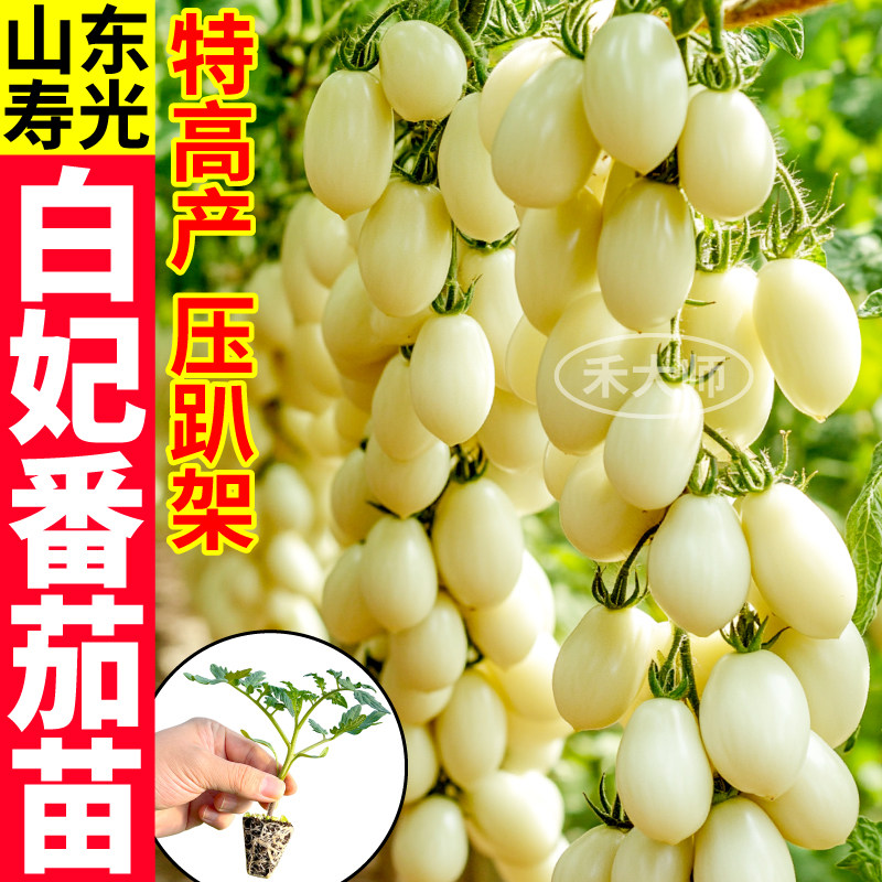 白妃番茄苗秧超甜白千禧带土球图片