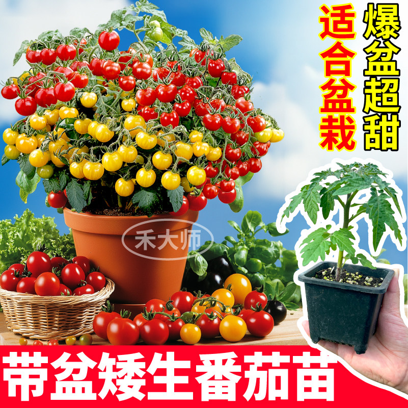 带盆矮生番茄苗原土原盆寿光直发图片