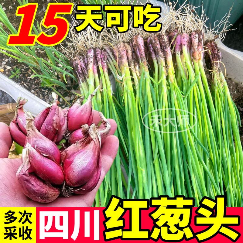 四川红葱头四季速生小香葱新鲜火葱头干葱头四季盆栽小院寿光蔬菜