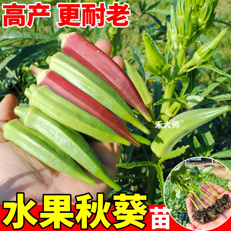 寿光直发超嫩水果秋葵苗秧