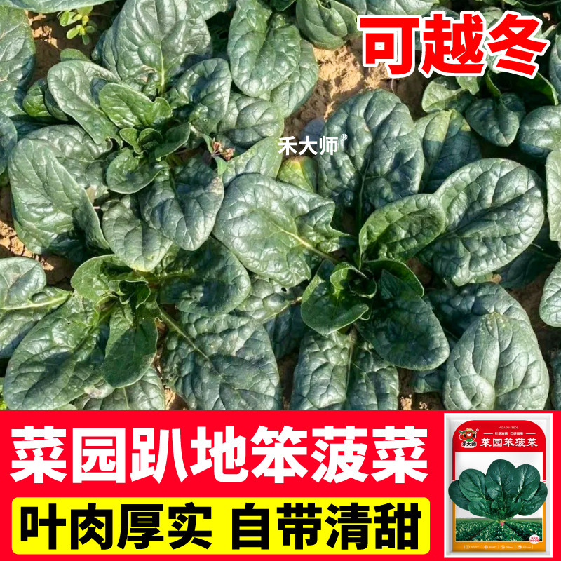 红根菜园笨菠菜种子杂交一代趴地菠菜种籽叶厚耐寒矮生阳台小院