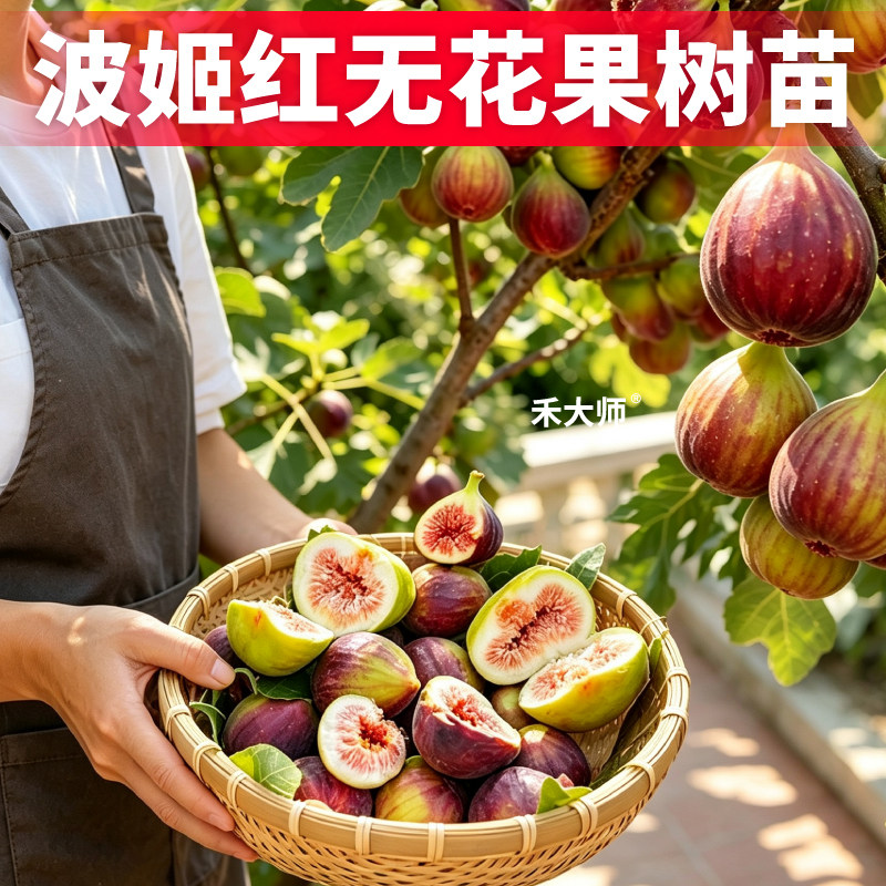 波姬红无花果树苗耐寒根系发达