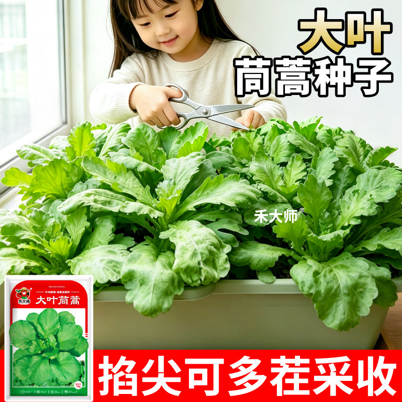 清香大叶茼蒿种子耐寒抗病性高