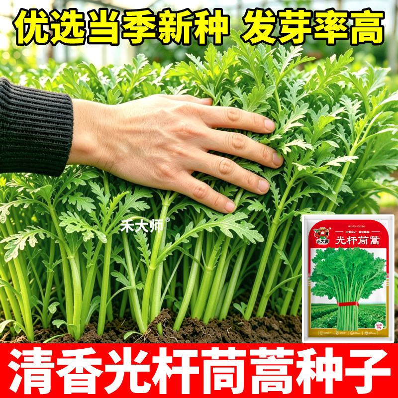 清香光杆茼蒿种子味浓三叉分多多大叶茼蒿种籽秋冬蔬菜阳台盆栽