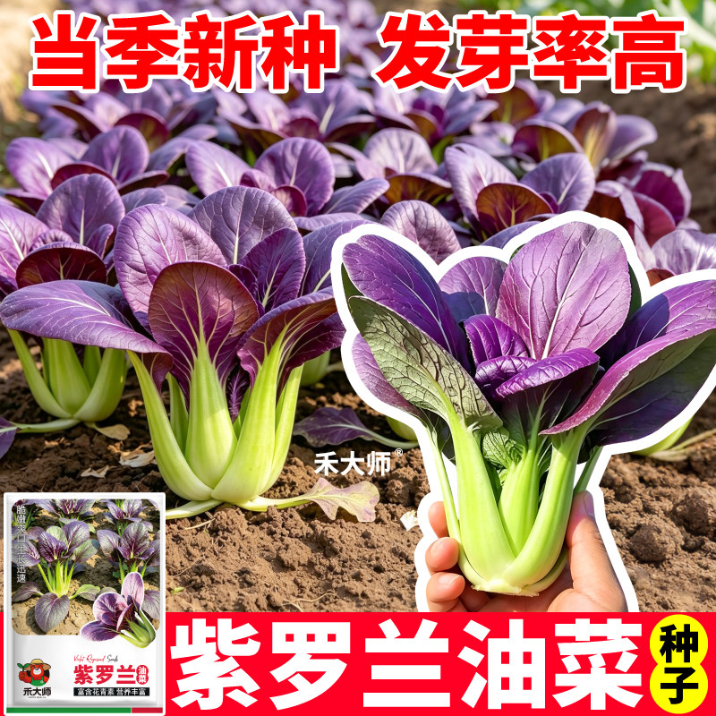 紫罗兰油菜种子紫青菜紫色上海青蔬菜种籽高产农家阳台四季种植