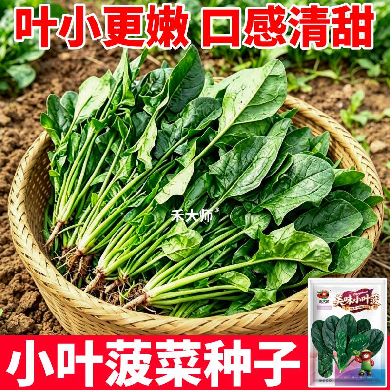 口感清甜小叶菠菜种子四季