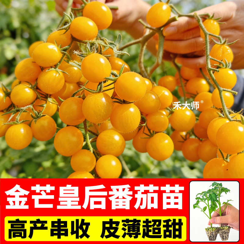 山东寿光金芒皇后番茄苗秧四季盆栽种植甜开胃酒金玲陇蓝莓番茄苗