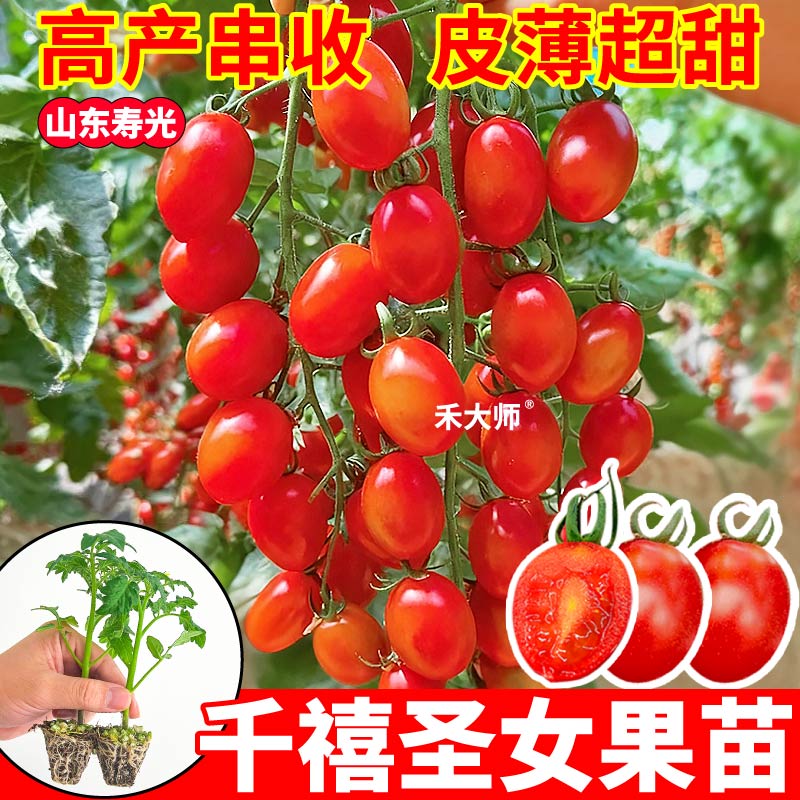 对版发货红千禧圣女果苗秧