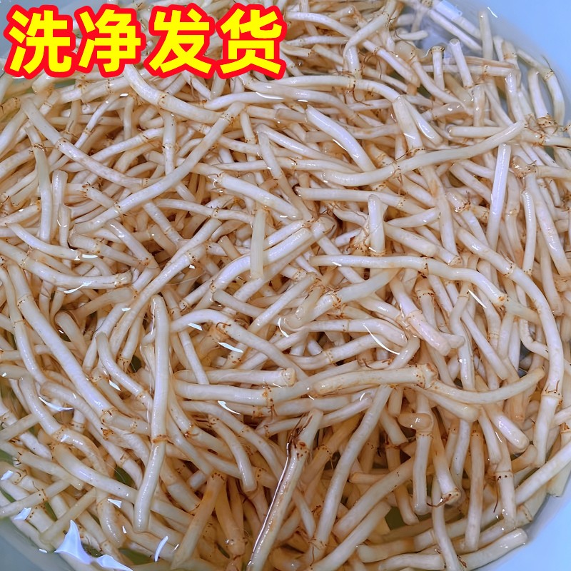 折耳根新鲜鱼腥草猪鼻孔当季野蔬菜嫩芽嫩根叶贵州凉拌下饭菜即食