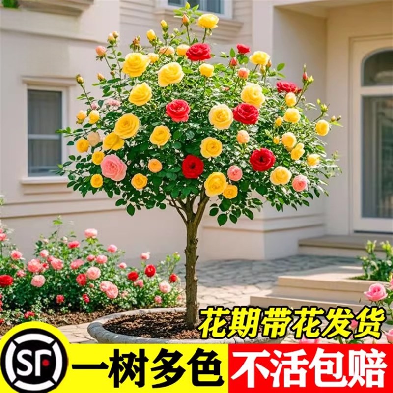 棒棒糖月季老桩花卉盆栽庭院室外花园植物特大棒棒月季花苗耐寒