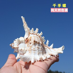 天然真海螺贝壳小中号千手螺寄居蟹替换壳鱼缸水族造景收藏装饰品