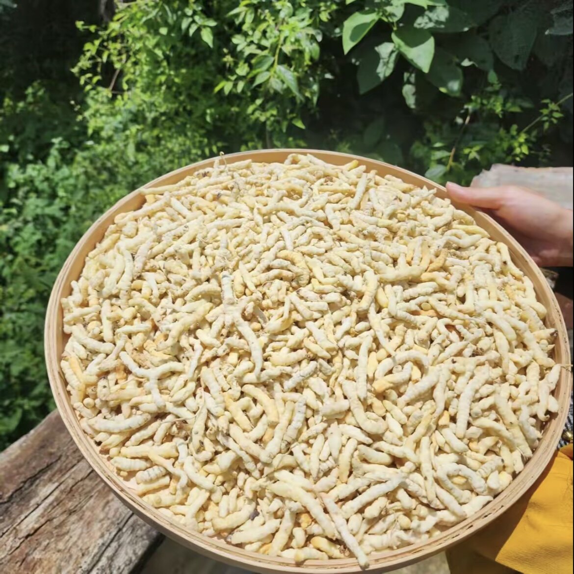 高端山货 虫草天蚕足年份煮水煲汤净含量250克中缅边境云南土山货
