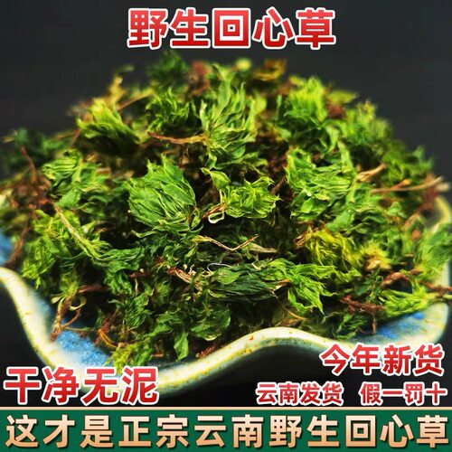 【回心草】中缅土山货云南土特产野生回心草