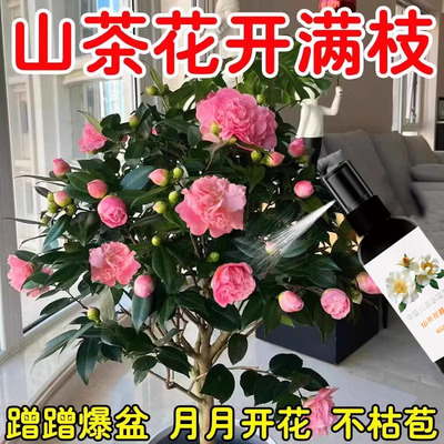 山茶花营养液茶花专用肥